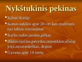 Geriausios šunų veislės 3 puslapis