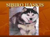 Geriausios šunų veislės 5 puslapis