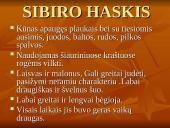 Geriausios šunų veislės 6 puslapis