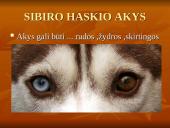 Geriausios šunų veislės 7 puslapis