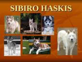 Geriausios šunų veislės 8 puslapis