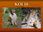 Geriausios šunų veislės 9 puslapis