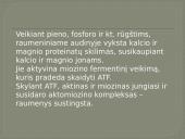 Biocheminiai procesai triušienoje ir nutrijienoje 19 puslapis