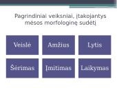 Veiksnių, įtakojančių triušienos ir nutrijienos morfologinę sudėtį, analizė 13 puslapis
