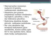 Veiksnių, įtakojančių triušienos ir nutrijienos morfologinę sudėtį, analizė 7 puslapis