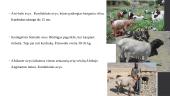 Avių ir ožkų veislinė analizė Afrikos regione 11 puslapis