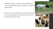 Avių ir ožkų veislinė analizė Afrikos regione 14 puslapis