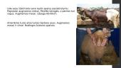 Avių ir ožkų veislinė analizė Afrikos regione 16 puslapis