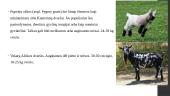 Avių ir ožkų veislinė analizė Afrikos regione 4 puslapis