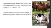 Avių ir ožkų veislinė analizė Afrikos regione 7 puslapis