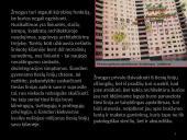 Menininko Hundertwasser architektūros filosofija ir jos pasekėjai 7 puslapis