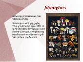 Grybų dauginimas 11 puslapis