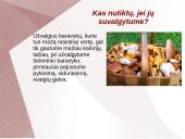 Grybų dauginimas 13 puslapis