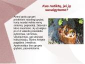 Grybų dauginimas 15 puslapis