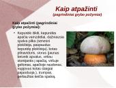 Grybų dauginimas 17 puslapis