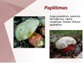 Grybų dauginimas 4 puslapis