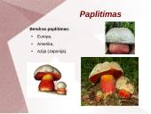 Grybų dauginimas 5 puslapis