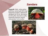 Grybų dauginimas 6 puslapis