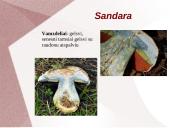 Grybų dauginimas 7 puslapis