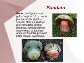 Grybų dauginimas 8 puslapis