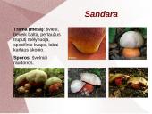 Grybų dauginimas 9 puslapis