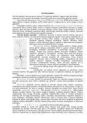 Nervinio audinio detalus aprašymas