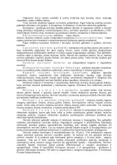 Nervinio audinio detalus aprašymas 4 puslapis