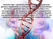 Sirenomelia 2 puslapis