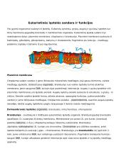 Ląstelė – gyvybės pagrindas 2 puslapis