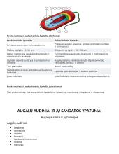 Ląstelė – gyvybės pagrindas 11 puslapis