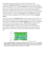 Ląstelė – gyvybės pagrindas 12 puslapis