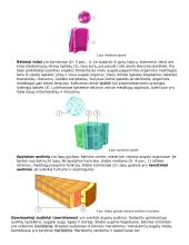 Ląstelė – gyvybės pagrindas 13 puslapis