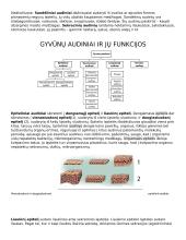 Ląstelė – gyvybės pagrindas 14 puslapis