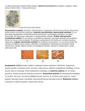 Ląstelė – gyvybės pagrindas 15 puslapis