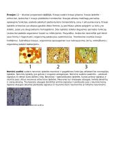 Ląstelė – gyvybės pagrindas 16 puslapis
