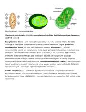 Ląstelė – gyvybės pagrindas 4 puslapis