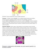 Ląstelė – gyvybės pagrindas 5 puslapis