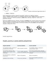 Ląstelė – gyvybės pagrindas 8 puslapis
