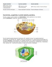 Ląstelė – gyvybės pagrindas 9 puslapis