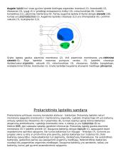 Ląstelė – gyvybės pagrindas 10 puslapis