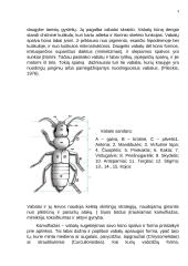 Būrys. Vabalai 3 puslapis