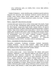 Būrys. Vabalai 7 puslapis