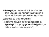 Klausos ir pusiausvyros sensorinė sistema 11 puslapis