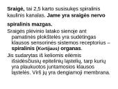 Klausos ir pusiausvyros sensorinė sistema 13 puslapis