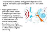 Klausos ir pusiausvyros sensorinė sistema 15 puslapis