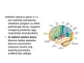 Klausos ir pusiausvyros sensorinė sistema 19 puslapis