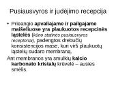 Klausos ir pusiausvyros sensorinė sistema 20 puslapis