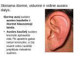 Klausos ir pusiausvyros sensorinė sistema 3 puslapis