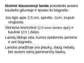 Klausos ir pusiausvyros sensorinė sistema 4 puslapis