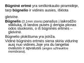 Klausos ir pusiausvyros sensorinė sistema 6 puslapis